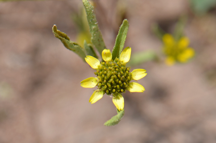 Abert's Creeping Zinnia prefers habitats that range from dry rocky slopes, hillsides, mesas, open areas in pinyon-juniper communities and along streams. Sanvitalia abertii